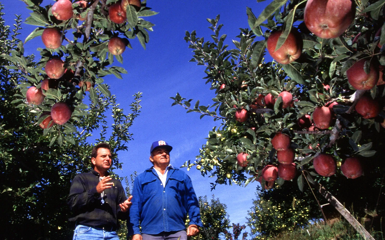 Apple orchard showing agricultural practices and crop management typical of Central Coast farming