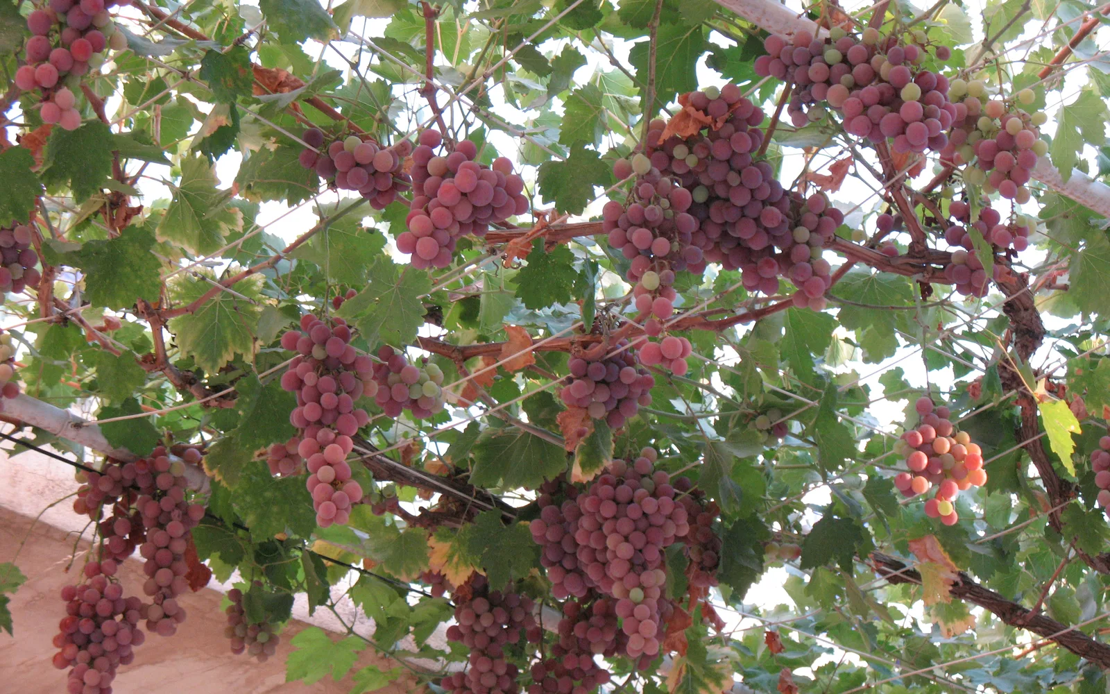 Close-up of ripe wine grapes on the vine showing grape variety used for winemaking